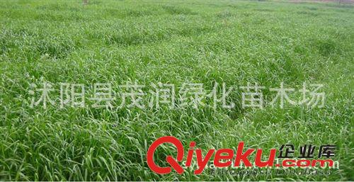 批發(fā)銷售各類牧草種子*1年生 黑麥草種子 產(chǎn)量高 管理粗放原始圖片3