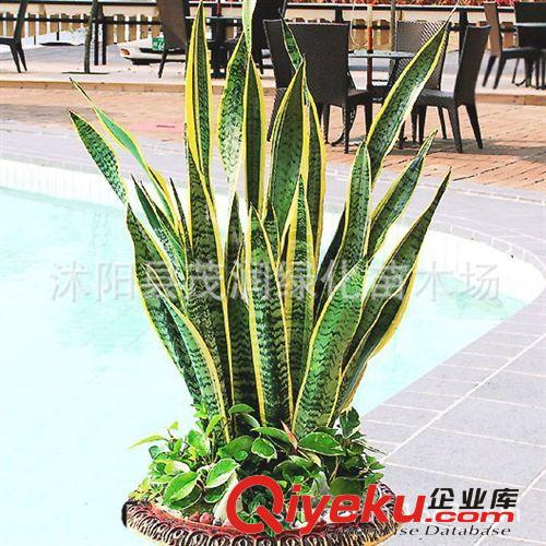 gd室內盆栽 金邊虎皮蘭 辦公室花卉植物花卉 吸收甲醛3-4棵一盆