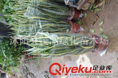 gd室內盆栽 金邊虎皮蘭 辦公室花卉植物花卉 吸收甲醛3-4棵一盆原始圖片2