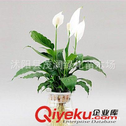 盆栽金琥 金琥仙人球 金碧輝煌，觀賞價值很高 直徑6-8厘米左右