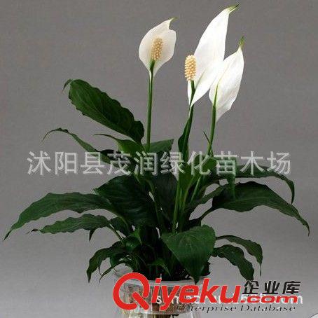 室內盆栽凈化空氣 吸甲醇 優良的觀葉植物 白掌一帆風順  白鶴芋原始圖片2
