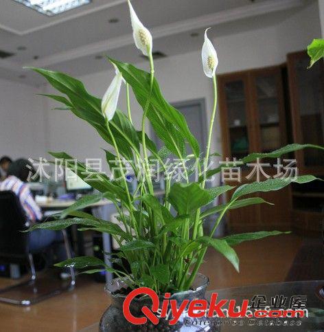 室內盆栽凈化空氣 吸甲醇 優良的觀葉植物 白掌一帆風順  白鶴芋原始圖片3