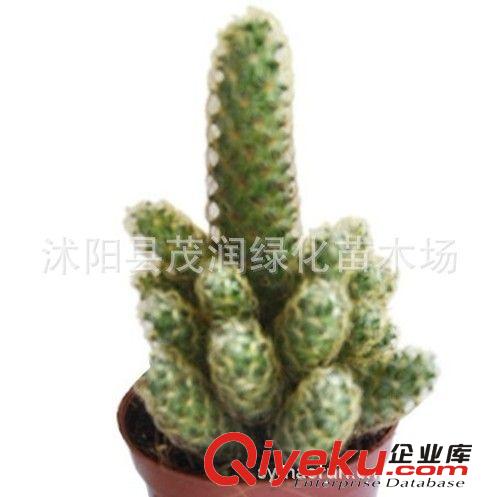 仙人掌 多肉植物 外型美觀迷人，是家居的理想裝飾品 金手指原始圖片2