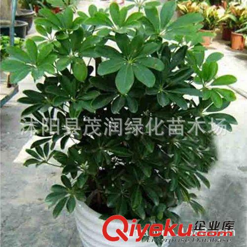 仙人掌 多肉植物 外型美觀迷人，是家居的理想裝飾品 金手指