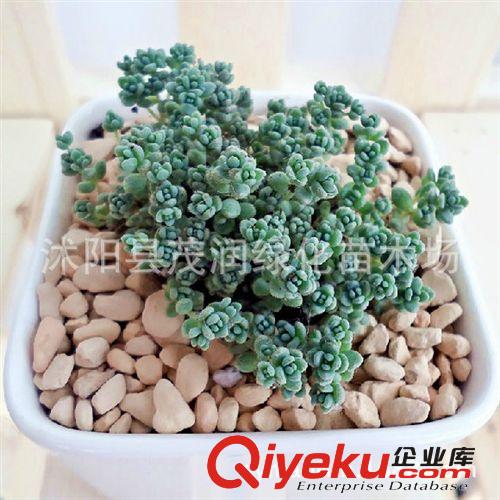 批發(fā)多肉植物 花卉植物迷你盆栽 多肉組合 白牡丹  吸甲醇