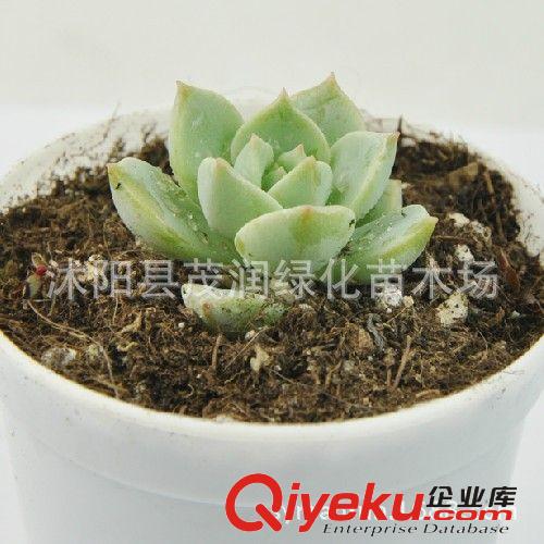 筒葉花月*吸財樹*大方美觀 室內桌面盆栽創意多肉植物花卉