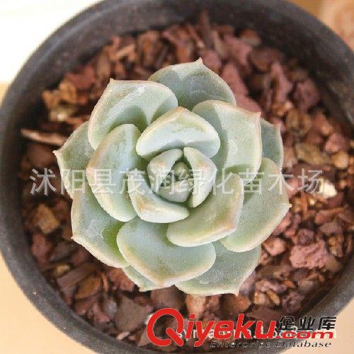 批發(fā)多肉植物 花卉植物迷你盆栽 多肉組合 白牡丹  吸甲醇原始圖片3