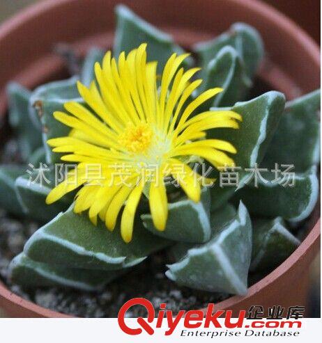 園藝花盆 迷你樹(shù)脂花盆 塑料花盆 七彩色正方形多肉小花盆 批發(fā)