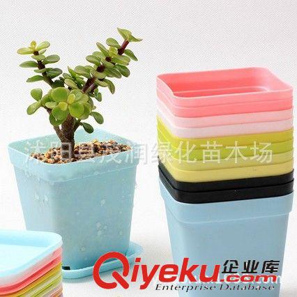 室內迷你植物 多肉植物 星美人 多肉桌面盆栽 防輻射凈化空氣