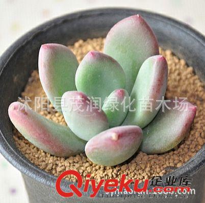 室內迷你植物 多肉植物 星美人 多肉桌面盆栽 防輻射凈化空氣原始圖片3
