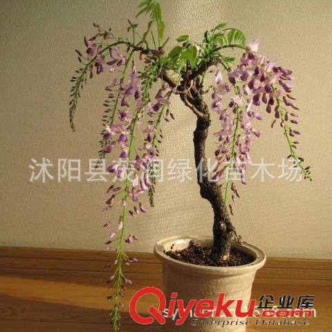 室內迷你植物 多肉植物 星美人 多肉桌面盆栽 防輻射凈化空氣