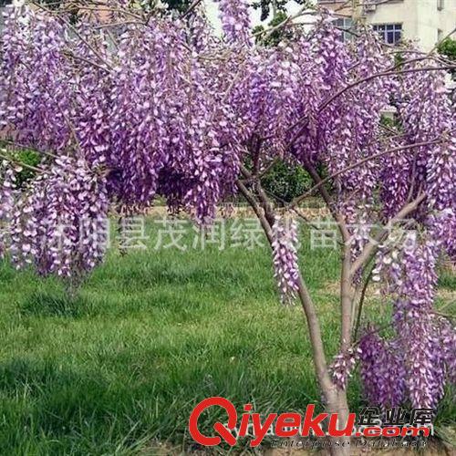 庭院攀緣綠化樹苗 盆栽植物 日本多花紫藤 50厘米高以上只賣2元