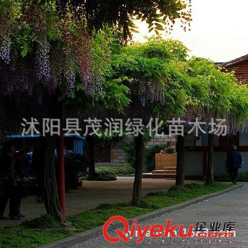 沭陽縣茂潤綠化苗木場常年售紫藤苗 自己家栽種 直銷價70厘米高苗原始圖片2