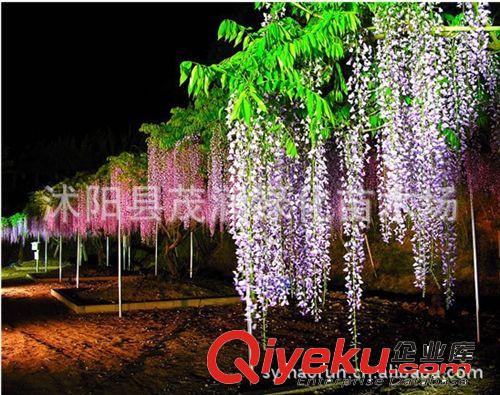 沭陽縣茂潤綠化苗木場常年售紫藤苗 自己家栽種 直銷價70厘米高苗