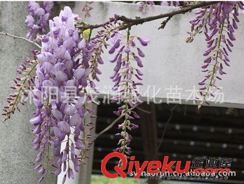 園林綠化庭院盆栽直銷各種規格紫藤地徑2厘米粗只賣22元量大批發原始圖片3