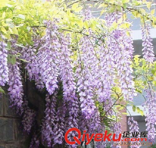 園林綠化庭院盆栽直銷各種規格紫藤地徑2厘米粗只賣22元量大批發