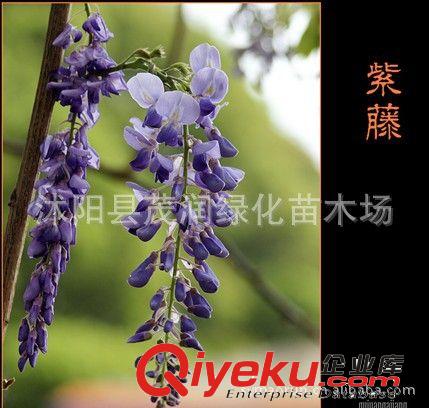 苗圃直銷庭院綠化 園林點(diǎn)綴攀緣花卉 盆栽 日本多花紫藤1米高以上