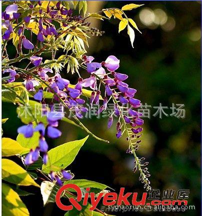 庭院綠化 綠化苗木 攀緣花卉紫藤大棵3厘米粗只賣80元 量大批發原始圖片3