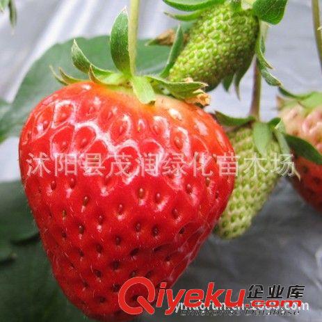 蔬菜水果類種子 草莓種子批發(fā)原包裝50粒 草莓盆栽 廠價(jià)直銷原始圖片3