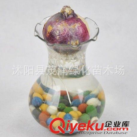 塑料花盆 風信子花瓶 水培植物花瓶 透明花邊水培瓶 2.5元一個原始圖片2