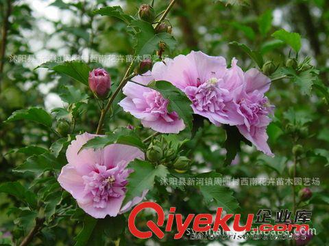 沭陽金葉女貞哪家好，蘇北金葉女貞苗木基地