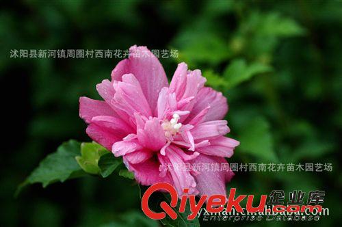 木槿苗木批發，苗圃直銷木槿1-8cm原始圖片2