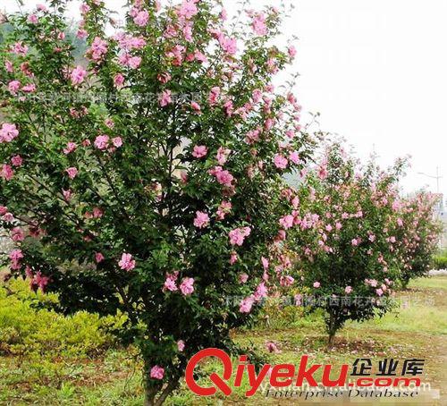 木槿苗木批發，苗圃直銷木槿1-8cm原始圖片3