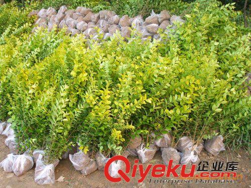 沭陽金葉女貞哪家好，蘇北金葉女貞苗木基地原始圖片3