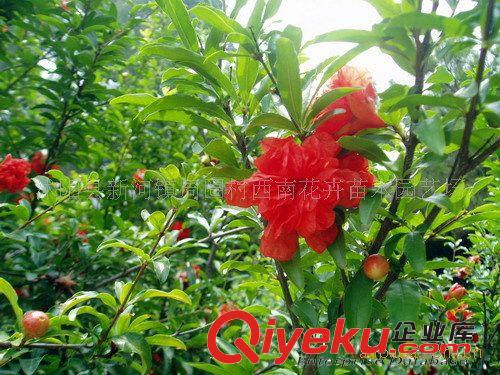 供應(yīng)蒙陽紅石榴苗、石榴樹，苗木栽植創(chuàng)業(yè)最有前景的苗木