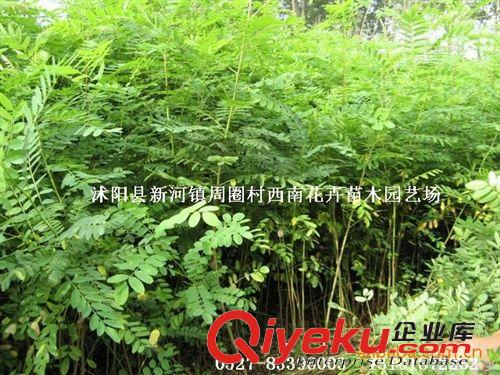 供應(yīng)2400萬株紫穗槐秋季低價(jià)銷售中..