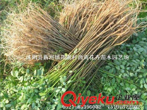 供應(yīng)2400萬株紫穗槐秋季低價(jià)銷售中..