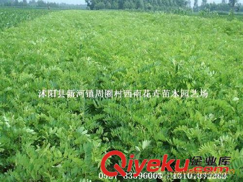 供應(yīng)2400萬株紫穗槐秋季低價(jià)銷售中..