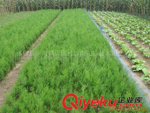 批發(fā)供應金雀花、黃金雀觀賞苗木、色塊灌木