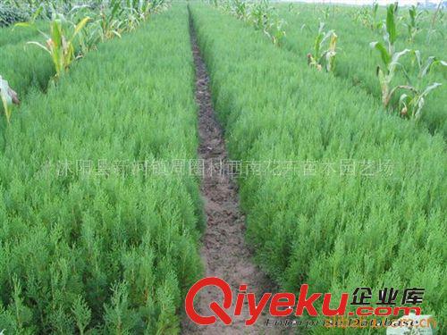 供應荒山綠化{sx}苗木=側柏、扁柏、香柏原始圖片2