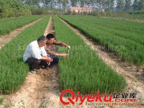 供應荒山綠化{sx}苗木=側柏、扁柏、香柏原始圖片3
