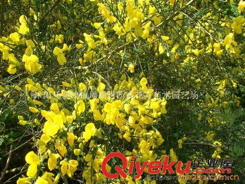 批發(fā)供應金雀花、黃金雀觀賞苗木、色塊灌木原始圖片2