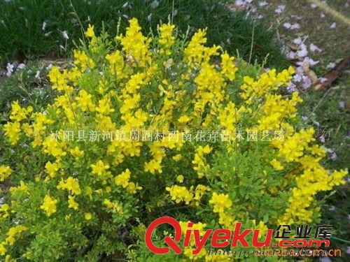 批發(fā)供應金雀花、黃金雀觀賞苗木、色塊灌木原始圖片3
