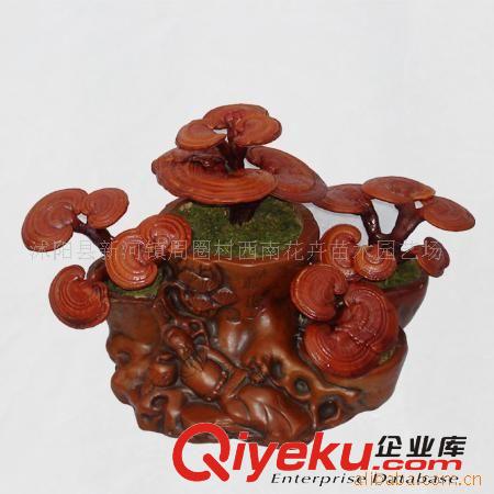 供應(yīng)沭陽花卉苗木盆景原始圖片2