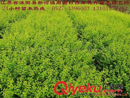 供應(yīng)沭陽花卉苗木盆景原始圖片3