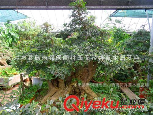 對節(jié)白蠟盆景，白蠟樹樁盆景，一盆起批