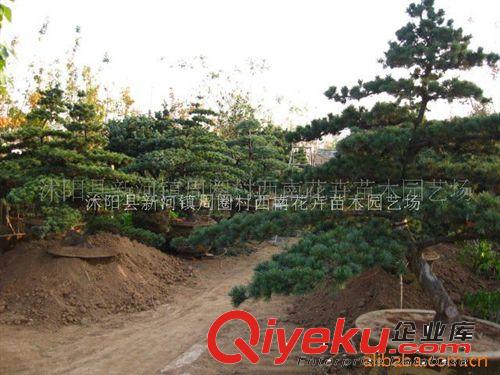 供應(yīng)五針?biāo)删G化盆景，家庭觀賞盆景