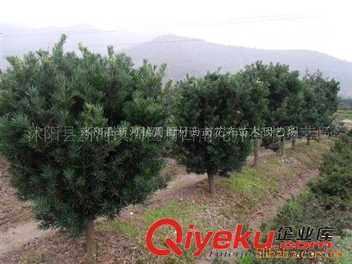 批發供應羅漢松盆景、羅漢松球、羅漢松小苗原始圖片2