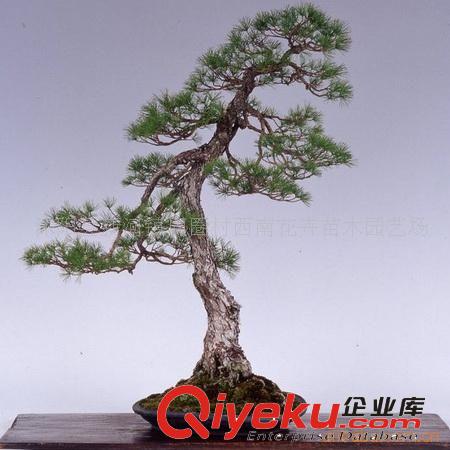 供應(yīng)樹樁盆景、山水盆景等樹木盆景造型原始圖片2
