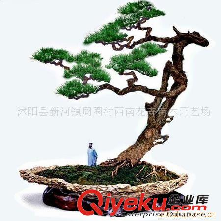 供應(yīng)樹樁盆景、山水盆景等樹木盆景造型原始圖片3
