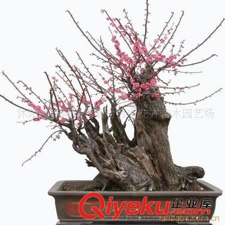 供應(yīng)樹樁盆景、山水盆景等樹木盆景造型