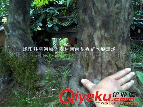 批發供應紫薇盆景、紅豆杉盆景、榆樹盆景等北方盆景原始圖片3