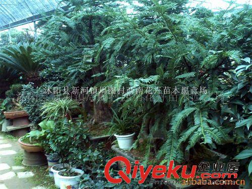 批發供應紫薇樹樁盆景、沭陽特色綠化苗木，盆景花木