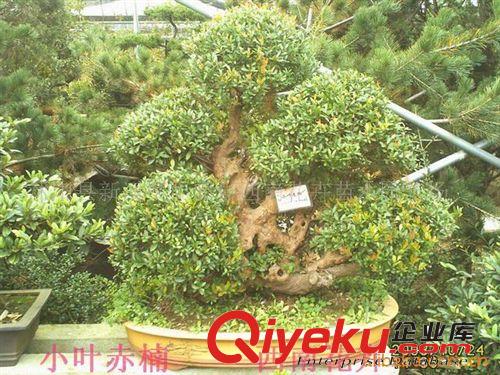 批發供應紅豆杉盆景、紫薇盆景、榆樹盆景等北方盆景原始圖片3