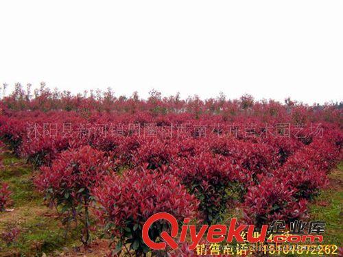 供應米羅盆景、米葉羅漢松盆景、本地批發(fā)價直銷快遞