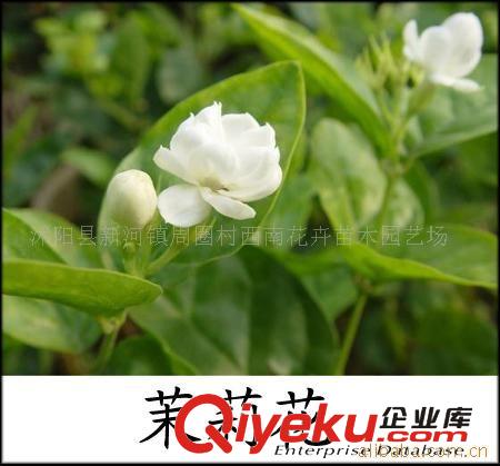 供應(yīng)長壽花、一串紅、萬壽菊等各種草花